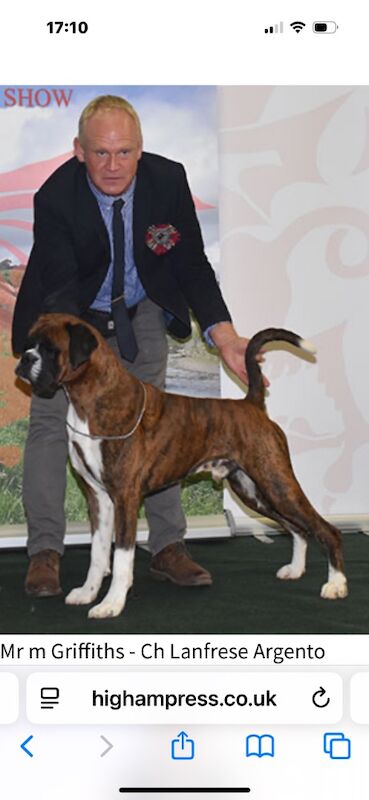 Diana hodgetts - Boxer Breeder - Image 1