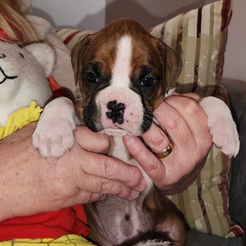 Pearl Chater - Licensed Boxer Breeder - Image 1